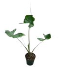 Alocasia Stingray